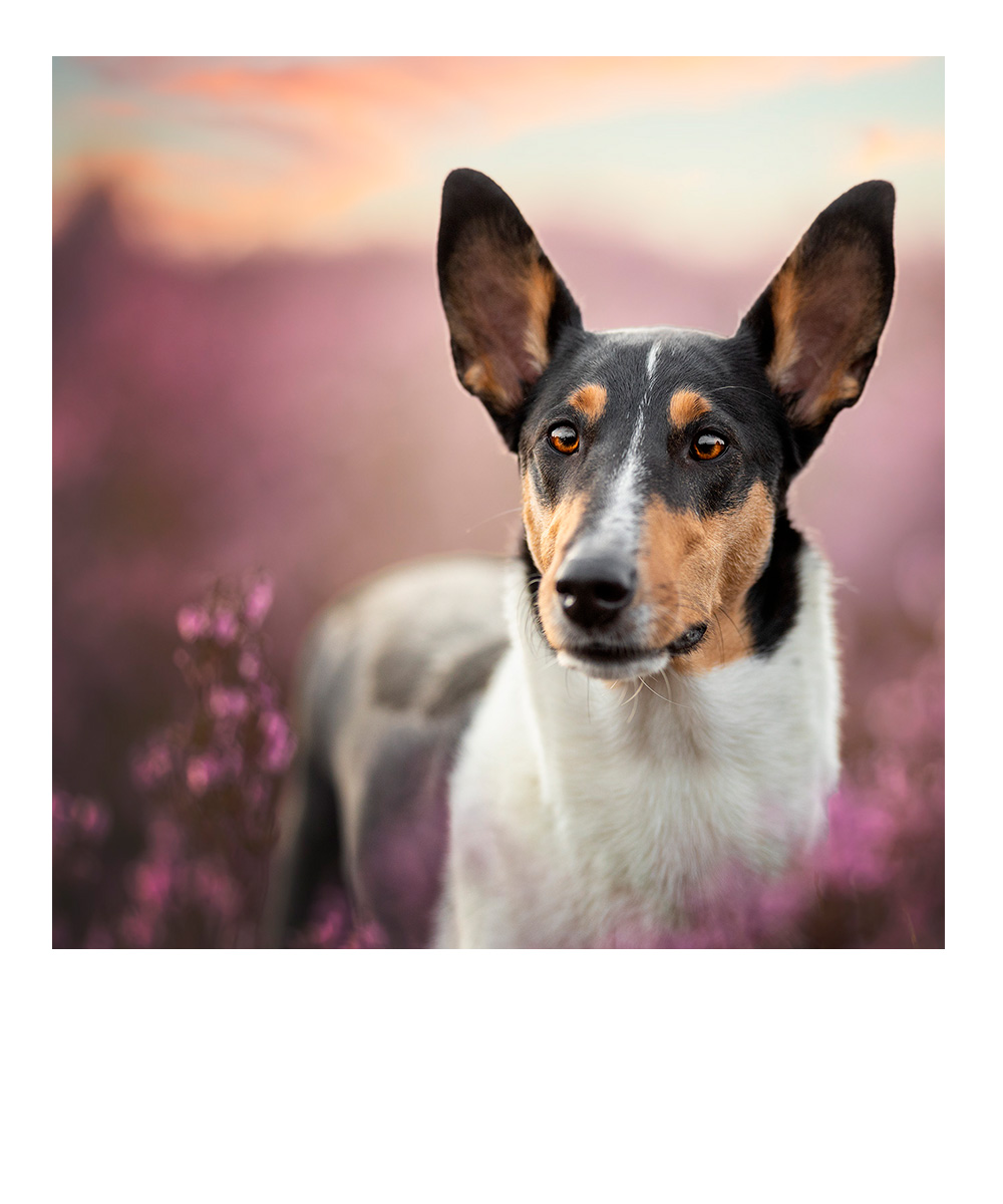 Familie, 5 Personen in herbstlicher Kulisse, alle springen hoch