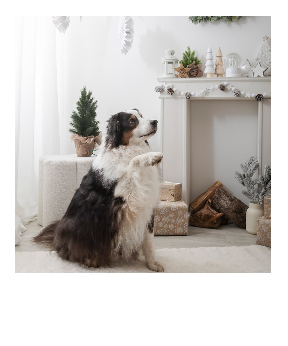 weihnachtliches Studiofoto eines Dackels mit Lichtern im Hintergrund