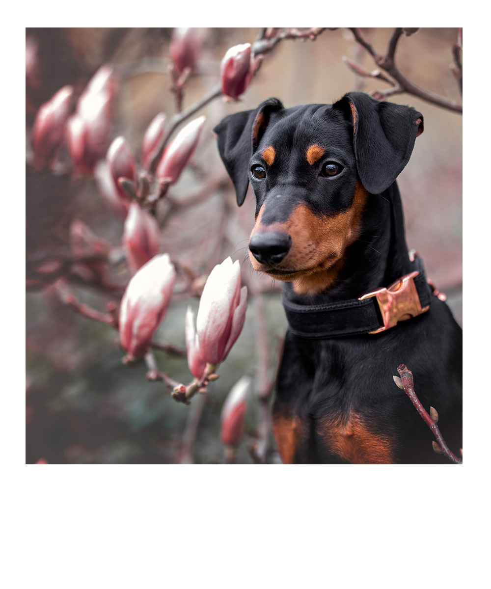 mittelgroßer rotbrauner Hund steht im herbstlichen Wald