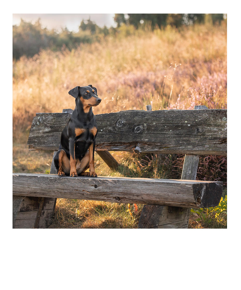 Frau sitzt im Schneidersitz auf einer Wiese und knuddelt ihren Hund