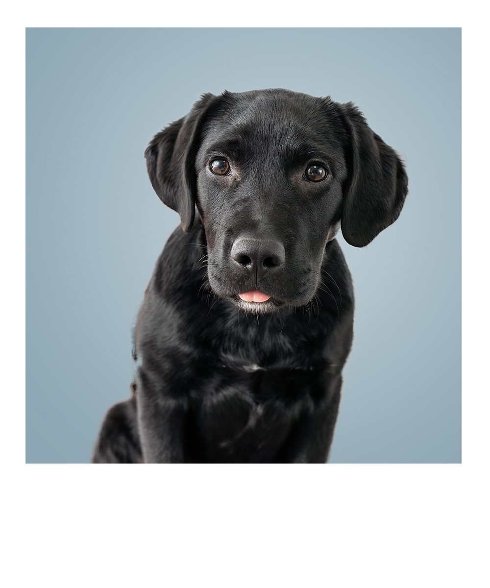 weihnachtliches Studiofoto eines Dackels mit Lichtern im Hintergrund