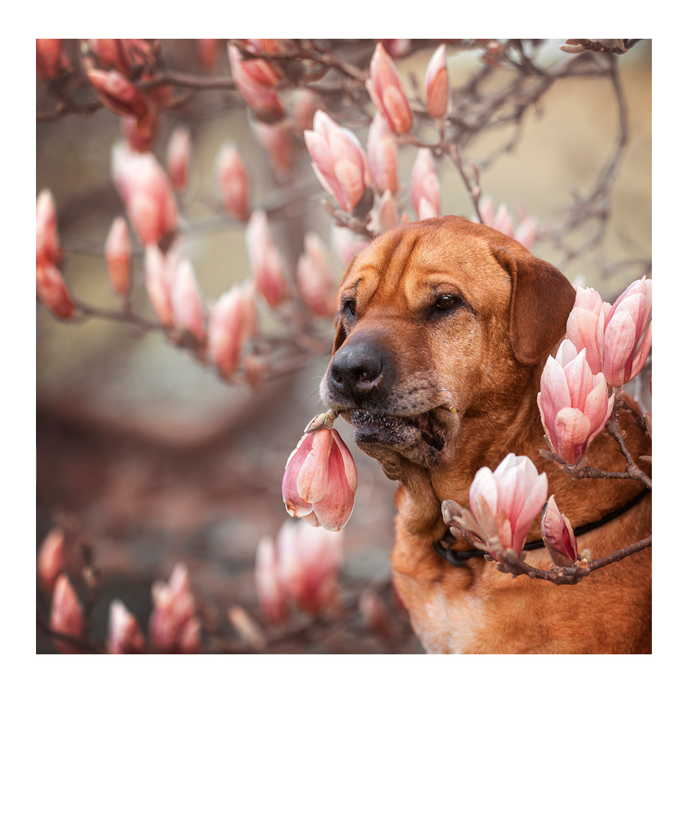 Familie, 5 Personen in herbstlicher Kulisse, alle springen hoch