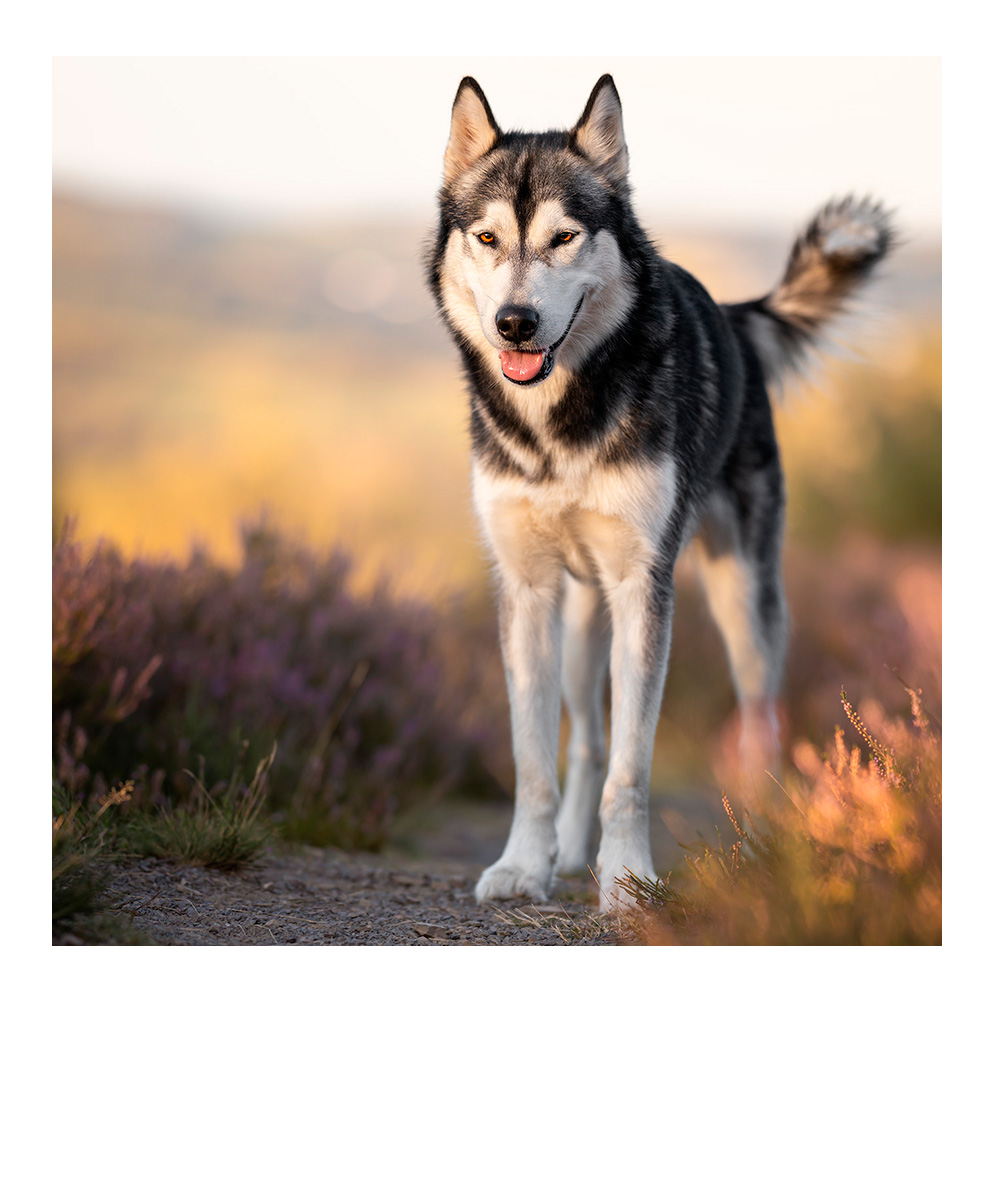 Deutscher-Pinscher-Welpe