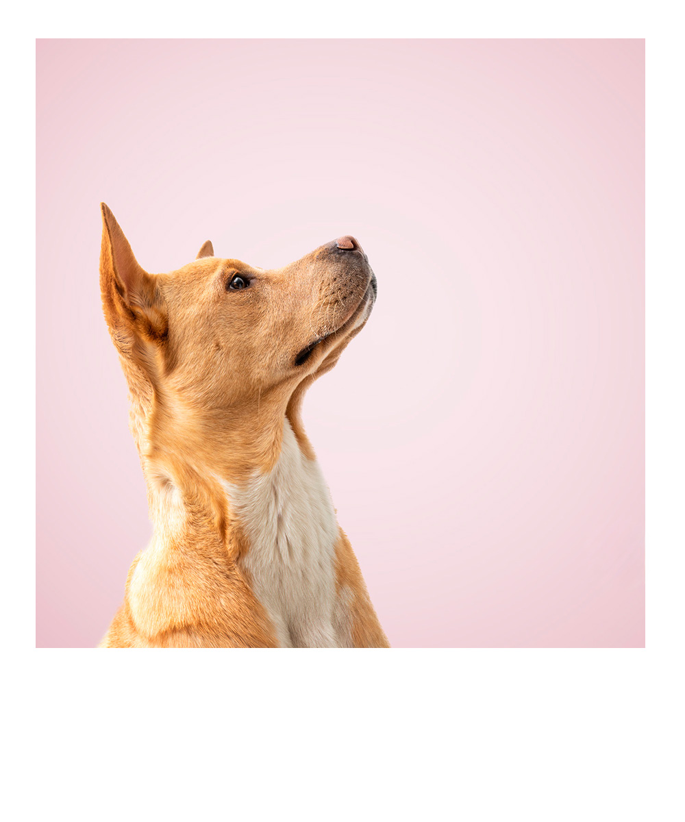 weihnachtliches Studiofoto eines Dackels mit Lichtern im Hintergrund