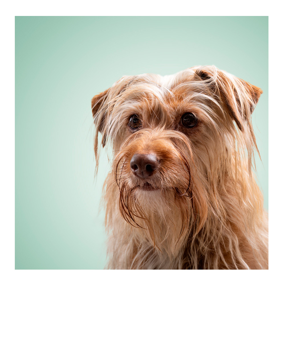 Deutscher-Pinscher-Welpe