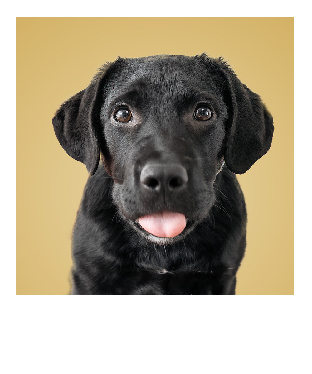 Porträt eines jungen Labradors