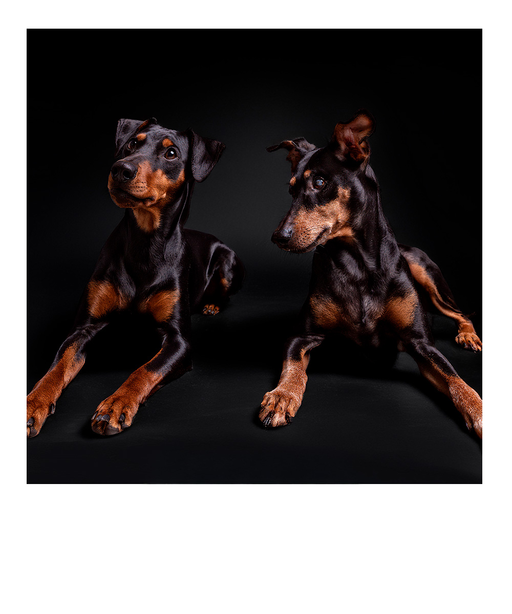 mittelgroßer rotbrauner Hund steht im herbstlichen Wald