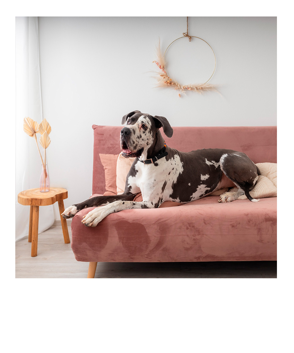 weihnachtliches Studiofoto eines Dackels mit Lichtern im Hintergrund