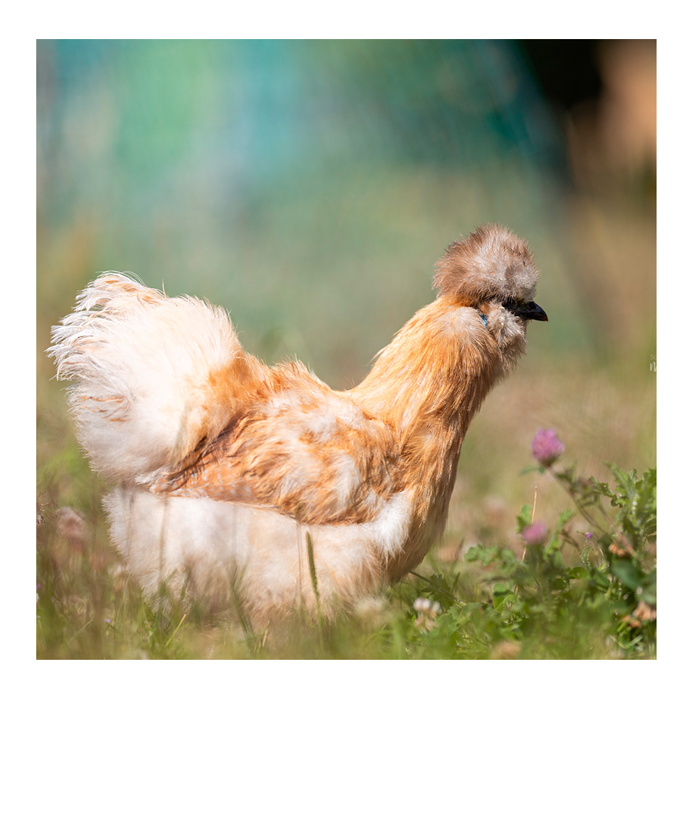 schlafendes Baby in weiß