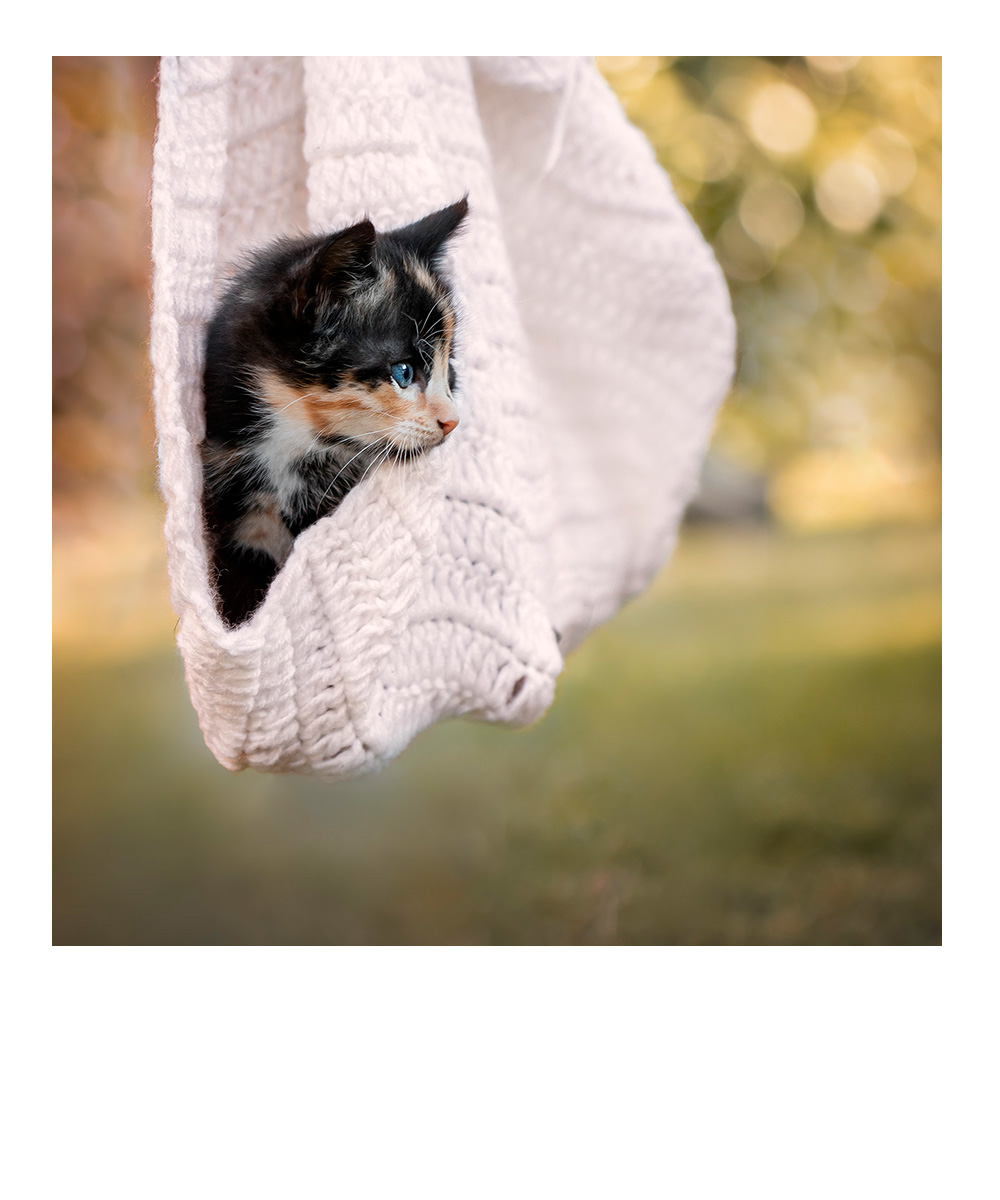 Familie, 5 Personen in herbstlicher Kulisse, alle springen hoch