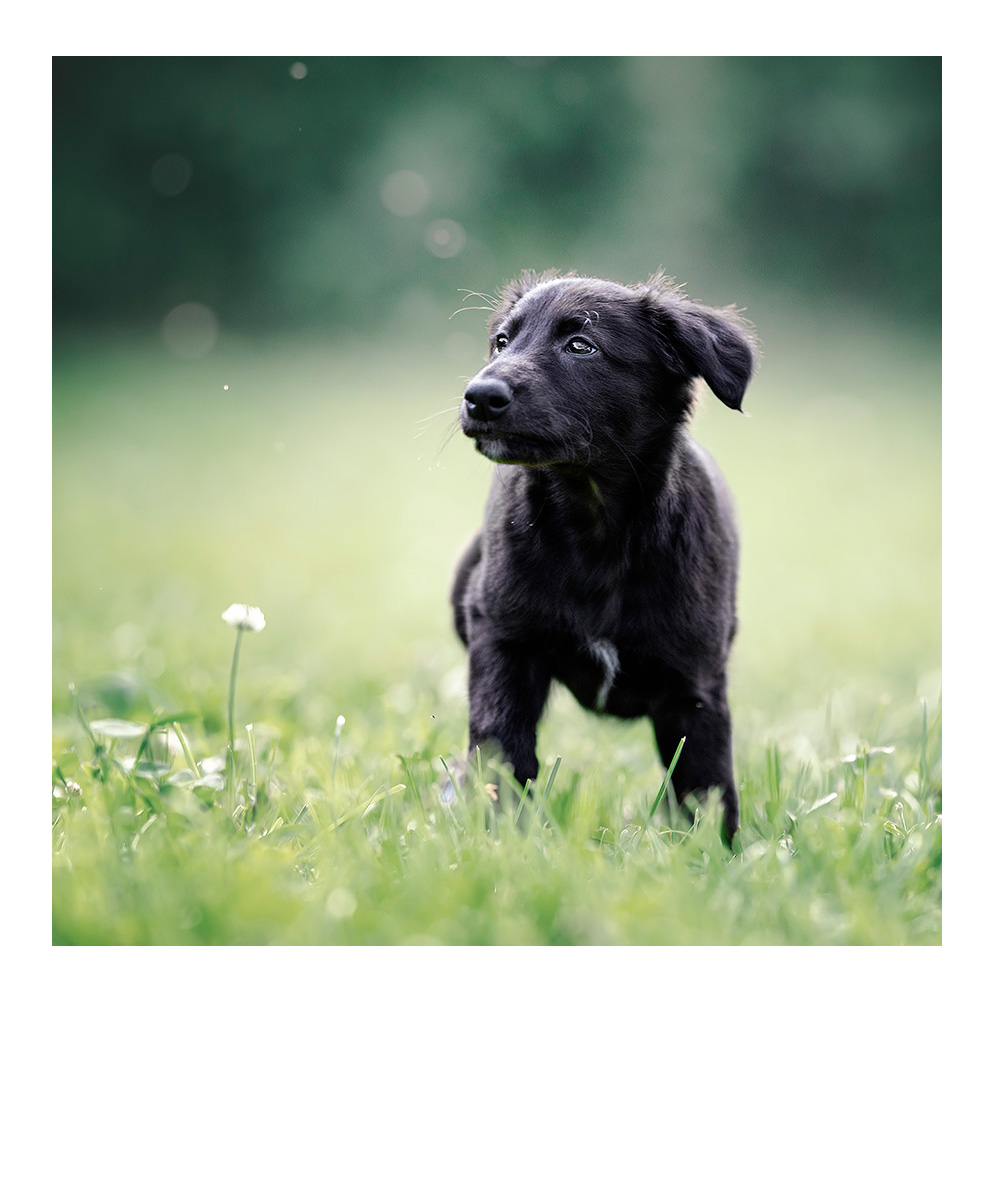 mittelgroßer rotbrauner Hund steht im herbstlichen Wald