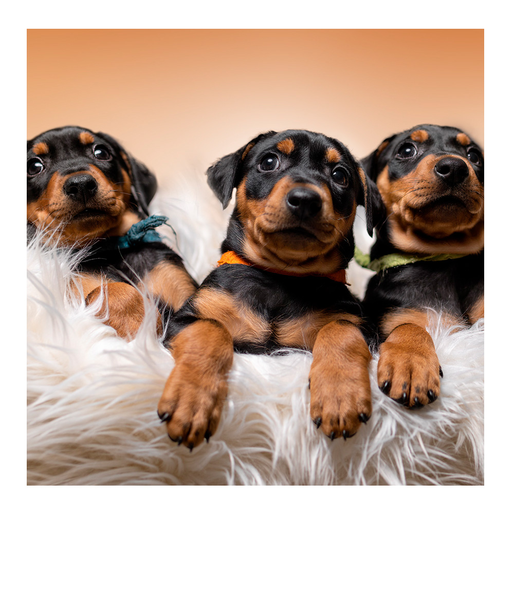 Porträt eines jungen Labradors